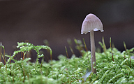 Mycena